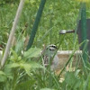 White-crowned Sparrow