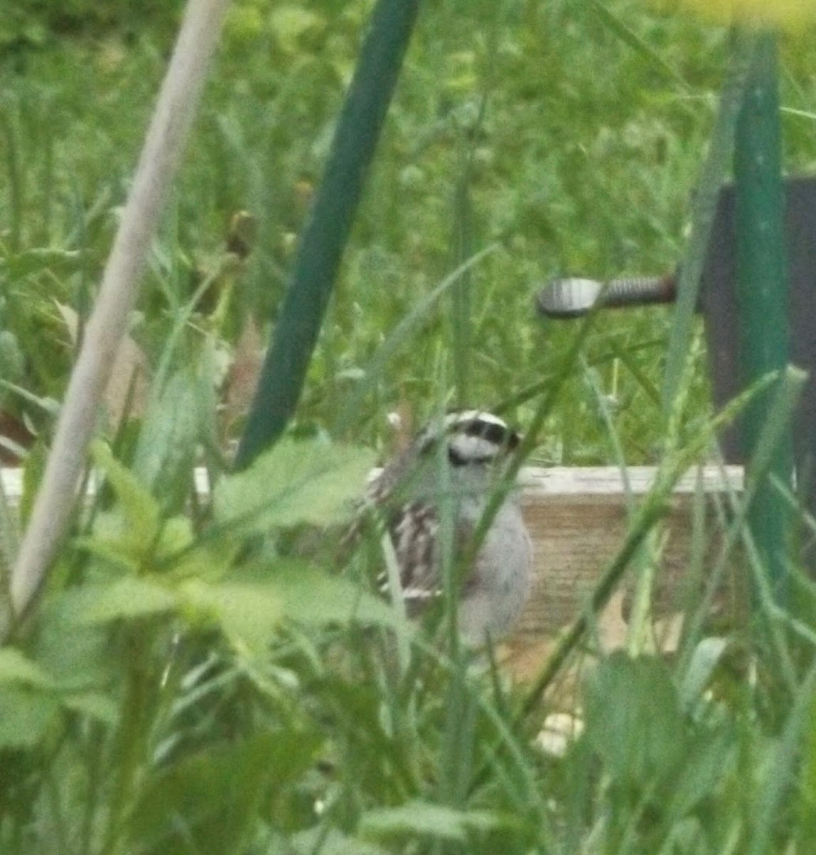 White-crowned Sparrow