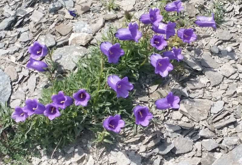 Campanelle sulla roccia di Agnus_ge