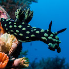 Crested Nembrotha Nudibranch