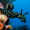 Crested Nembrotha Nudibranch