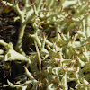 Cup Lichen