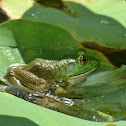 American Bullfrog