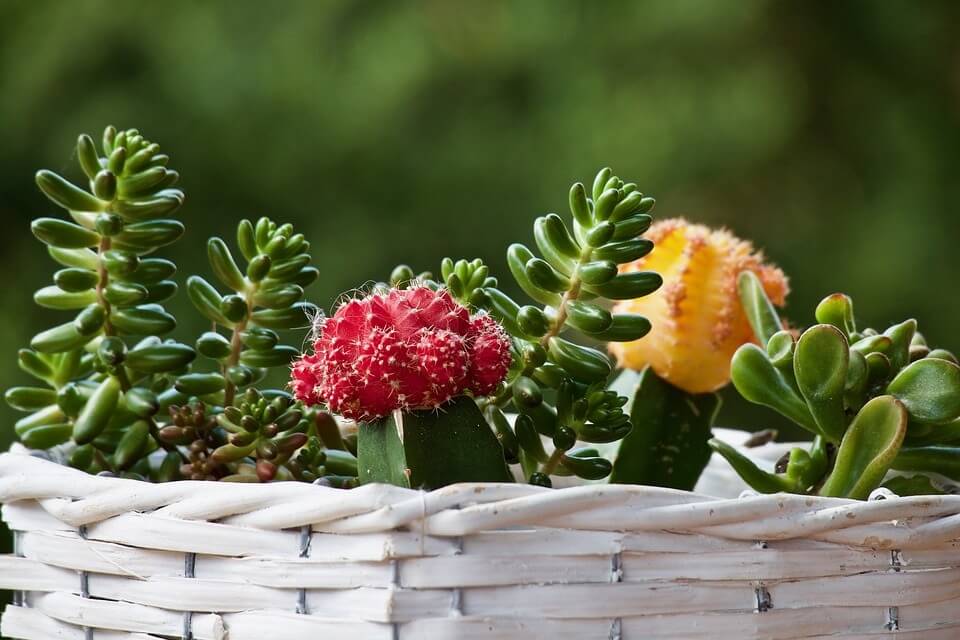 cuidados de las plantas suculentras o crasas