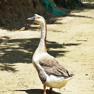 永安61庭園咖啡(生態農場)