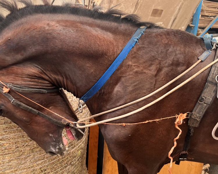 The SPCA says as part of 'archaic' training methods, horses were held in unnatural postures for hours by restraints, causing 'extreme states of distress'.