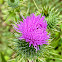 Spear Thistle