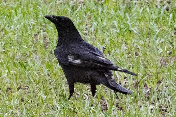 Carrion Crow