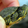 red-eared slider