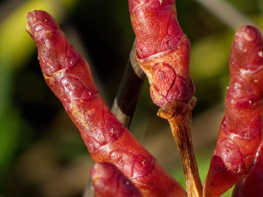 Salicornia ramosissima