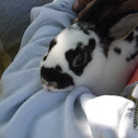 Mini Rex Rabbit