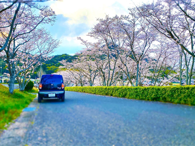 ハスラーの2020年・桜とコラボ・愛車に感謝・香川県・桜に関するカスタム事例の投稿画像1枚目