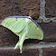 Luna Moth (Male)