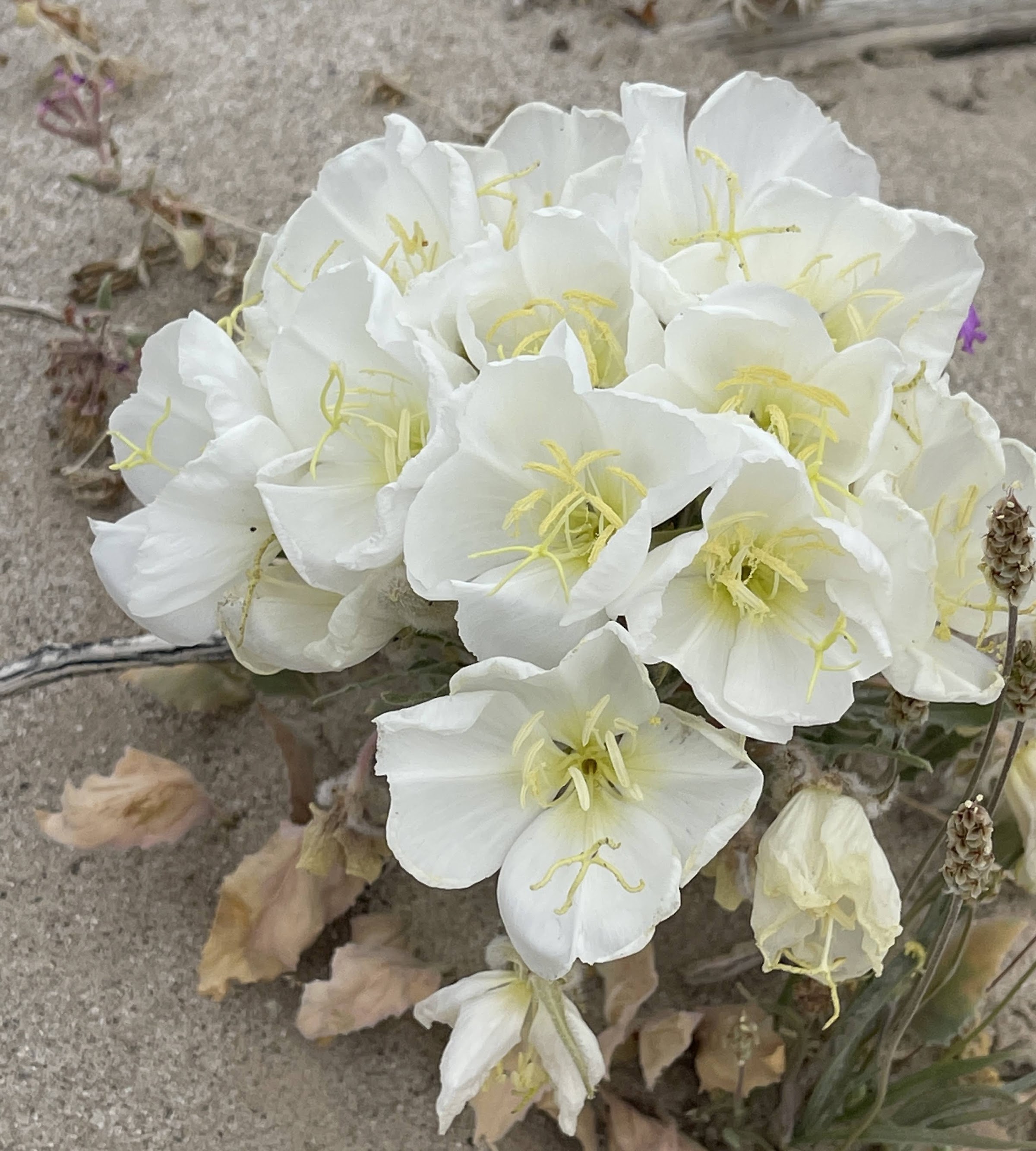 Desert Primrose in the Anza Borrego Desert