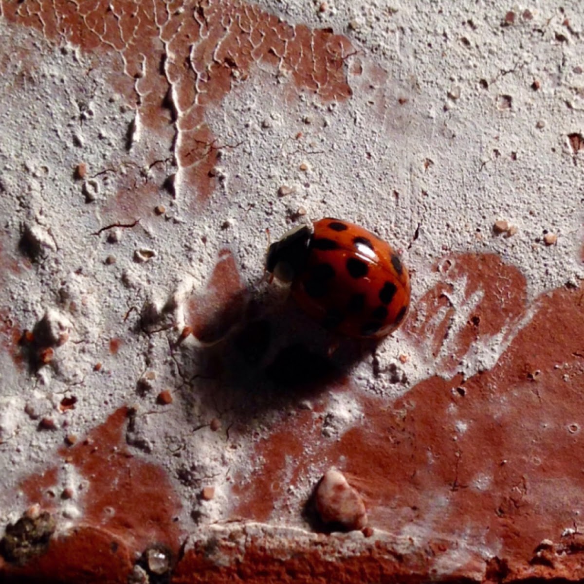 Multicolored Asian Lady Beetle