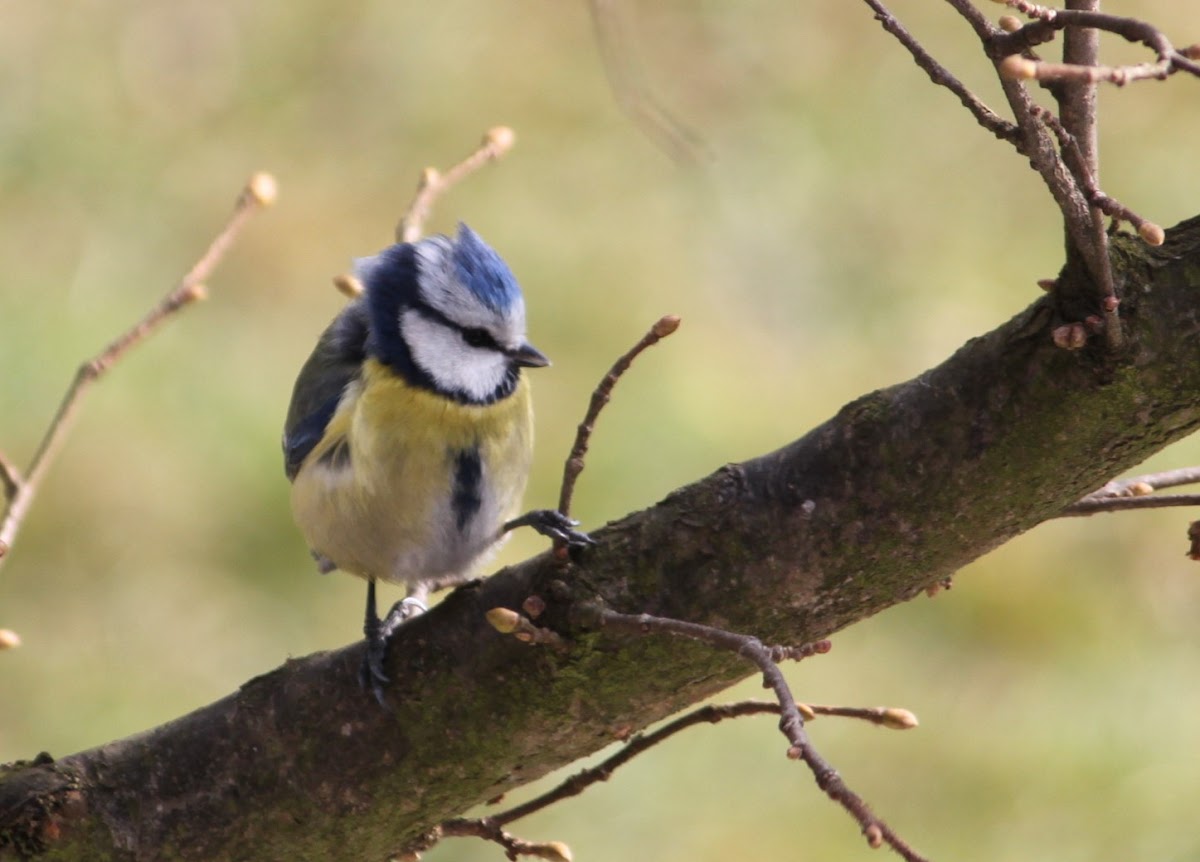 Eurasian blue tit