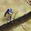 Eurasian blue tit