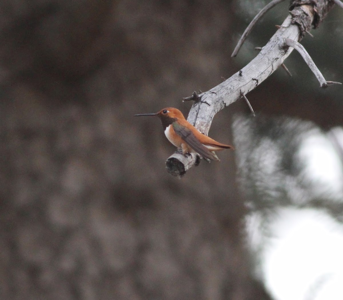 rufous hummingbird