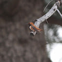 rufous hummingbird