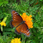 Queen Butterfly, male