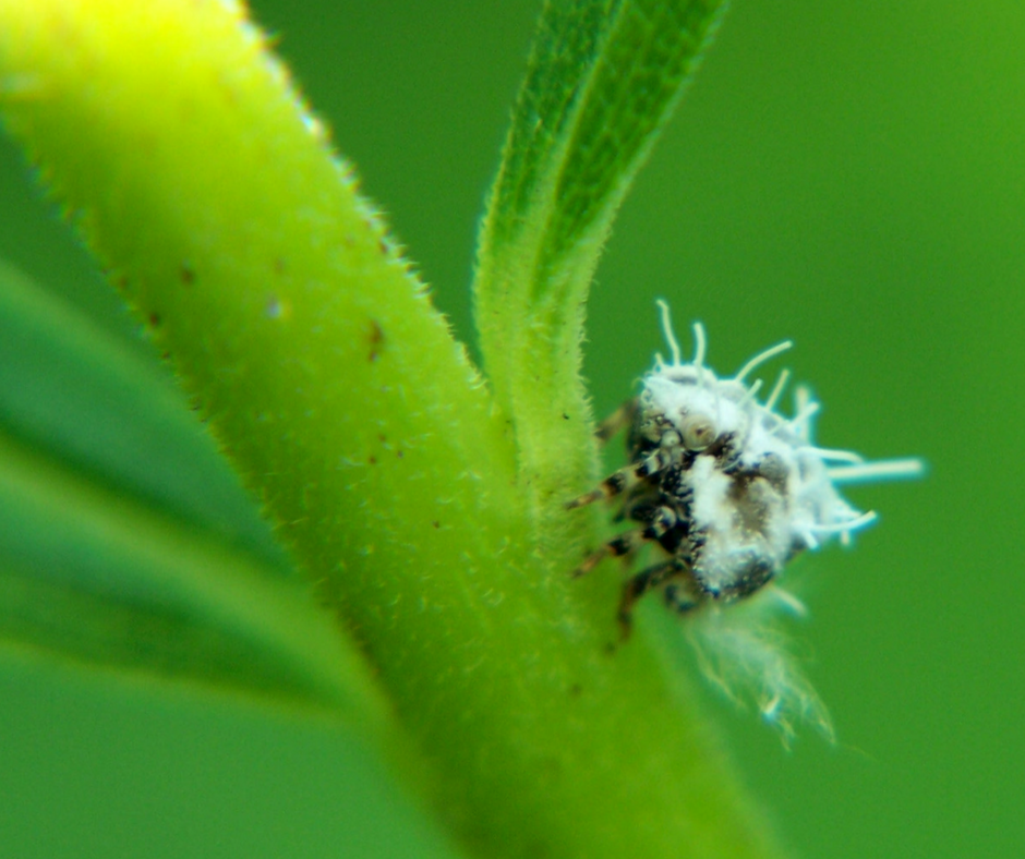 Acanalonia planthopper nymph