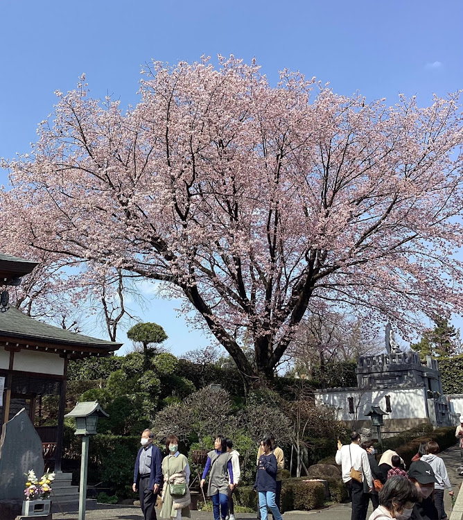 コペンの桜祭り！　第四弾開催です！良いね!イイね！いいね！最高だね！・幸せは自分自身で見出す物で他人から与えられる物では有りません！最高だね！・貧乏しても心❤️の貧乏人には成りたく無いですね！最高だね！・妬み!僻み!は持たず!心❤️豊かに過ごしましょう!最高だね！・人は人です!自分の納得出来る生き方をしましょう!最高だね！に関するカスタム事例の投稿画像40枚目