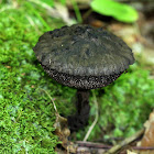 Strobilomyces Mushroom