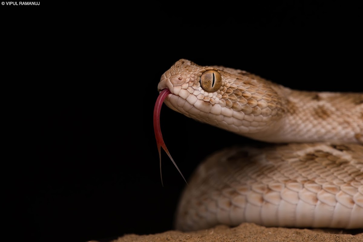 Sind Saw-scaled Viper