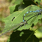 Spearhead Bluet