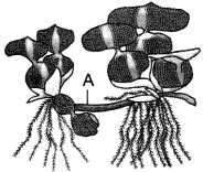 Introduction of Reproduction In Organisms