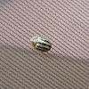 Striped Tortoise Beetle