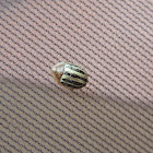 Striped Tortoise Beetle