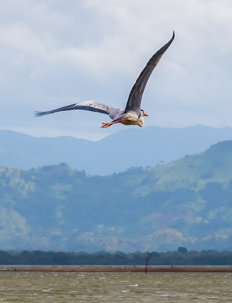 grey heron, gray heron (flight sequence)