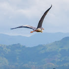 grey heron, gray heron (flight sequence)