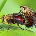 Tachinid Fly