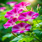 Item logo image for Purple morning glory wallpaper