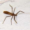 Assassin Bug