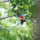 Choco Trogon