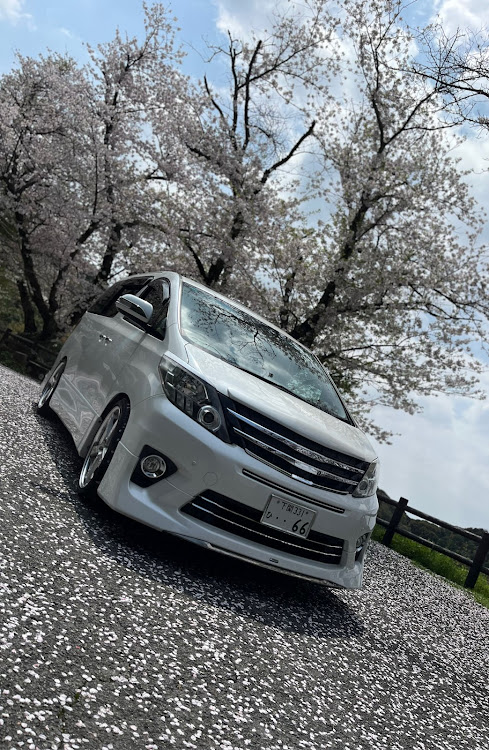 アルファードの20アルファード後期・MODELLISTA・workwheels・work zeast st2・サクラと愛車に関するカスタム事例の投稿画像1枚目