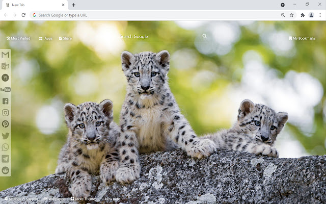 Snow Leopard Wallpaper