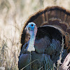 Rio Grande Wild Turkey