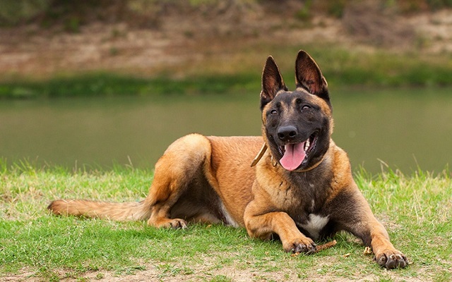 Belgian Malinois Breed Information - Thanesix Preview image 1