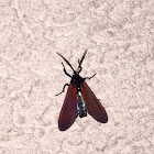 Spotted Oleander Caterpillar Moth