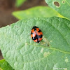 Ladybug