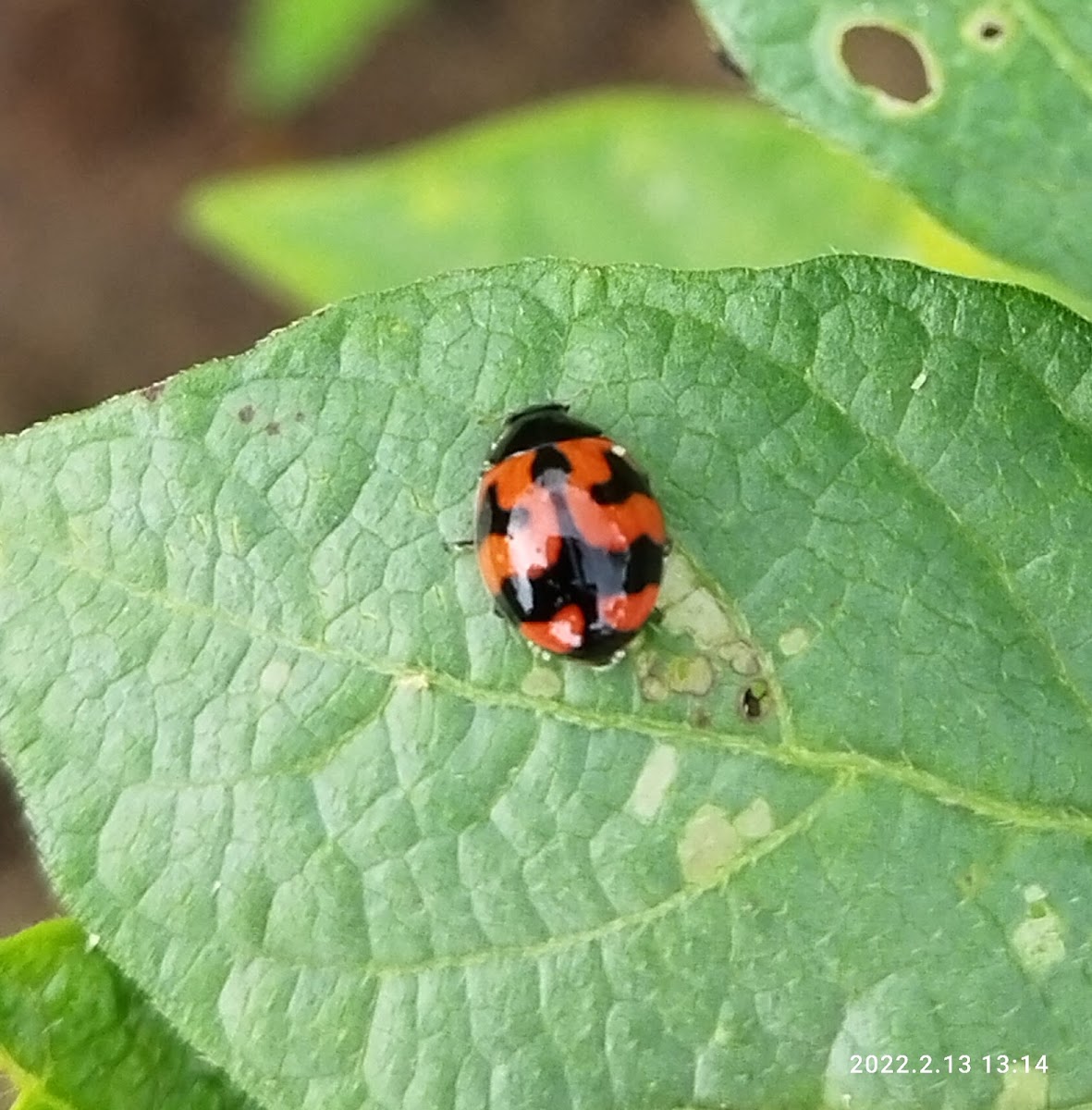 Ladybug