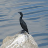 Little Cormorant