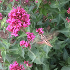 White-lined Sphinx Moth