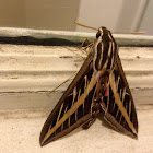 White-lined Sphinx Moth