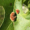 Unknown Oak Gall Wasp