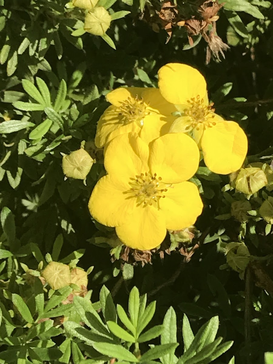 Dwarf Cinquefoil